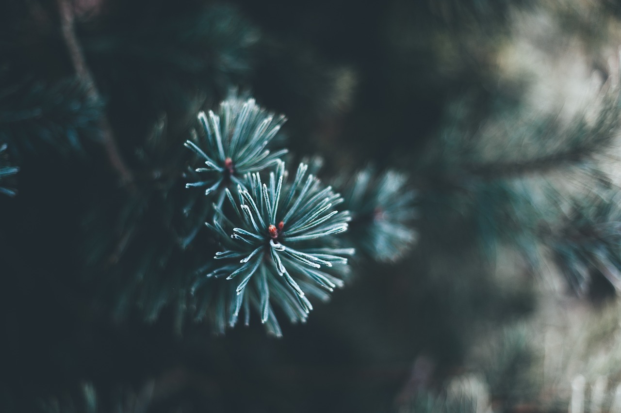 How to Recycle Christmas Lights and Other Holiday Decorations
